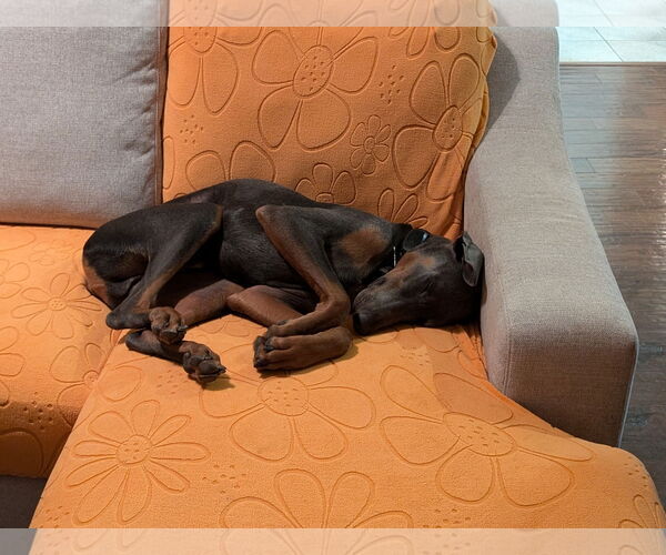 Medium Photo #9 Doberman Pinscher Puppy For Sale in McKinney, TX, USA