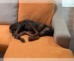 Small #8 Doberman Pinscher