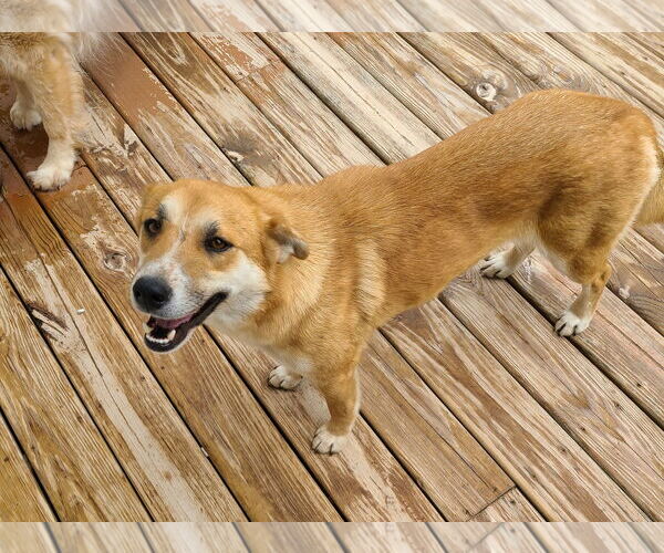 Medium Photo #1 Labrador Retriever-Unknown Mix Puppy For Sale in Columbus, IN, USA