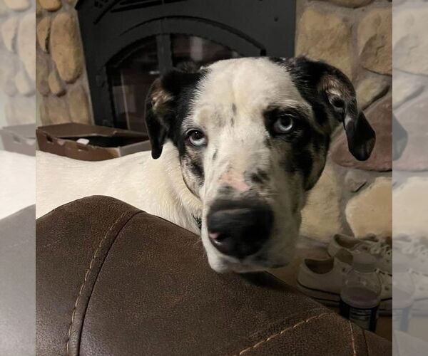 Medium Photo #8 Great Pyrenees-Unknown Mix Puppy For Sale in Woodbury, NY, USA