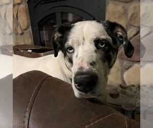 BISCUIT - Male Great Pyrenees-Unknown Mix Dog for Adoption - Photo #8