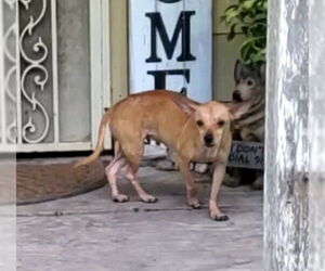 Chihuahua-Unknown Mix Dogs for adoption in San Antonio, TX, USA