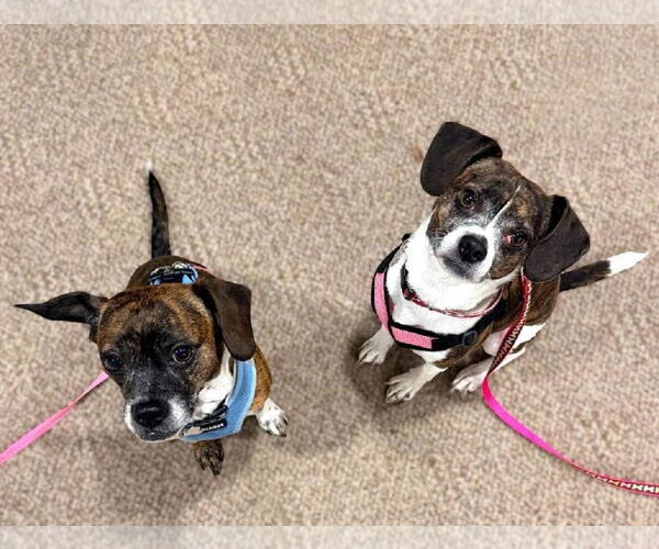 Medium Photo #4 Beagle-Unknown Mix Puppy For Sale in Rootstown, OH, USA