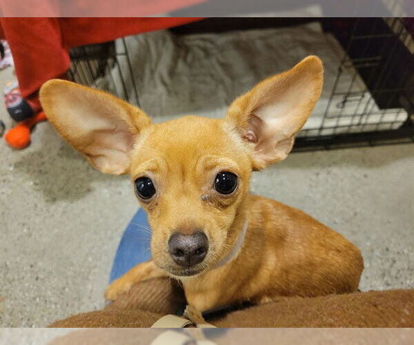 Medium Photo #1 Chihuahua Puppy For Sale in Redwood City, CA, USA