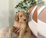 Polly - Female Goldendoodle Puppy for Sale - Small photo