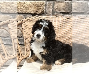 Bernedoodle (Miniature) Puppy for sale in GREENEVILLE, TN, USA