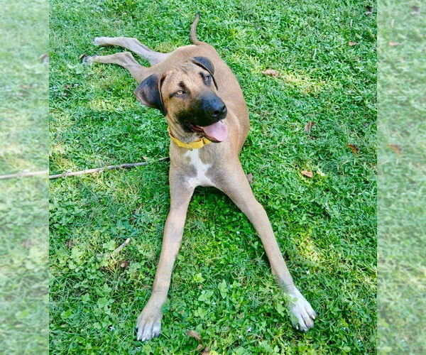 Medium Photo #3 Labrador Retriever-Unknown Mix Puppy For Sale in Oak Bluffs, MA, USA