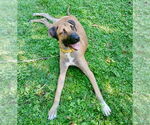 Small #2 Labrador Retriever Mix
