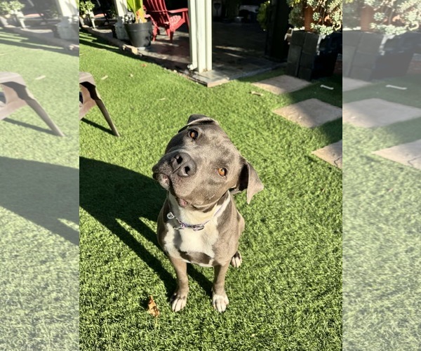 Medium Photo #5 Mutt Puppy For Sale in La Verne, CA, USA