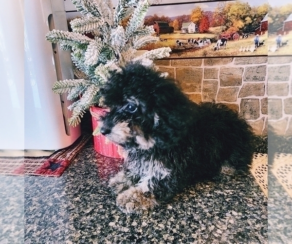 Medium Photo #1 Poodle (Toy) Puppy For Sale in SENECA FALLS, NY, USA