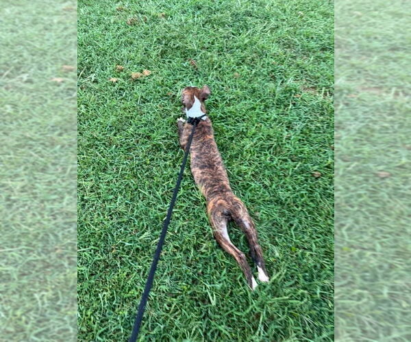 Medium Photo #2 American Pit Bull Terrier-Unknown Mix Puppy For Sale in Germantown, OH, USA
