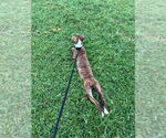 Small #1 American Pit Bull Terrier Mix