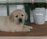 Small Photo #25 Labrador Retriever Puppy For Sale in STANLEY, NY, USA
