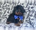 Small #8 Cavapoo