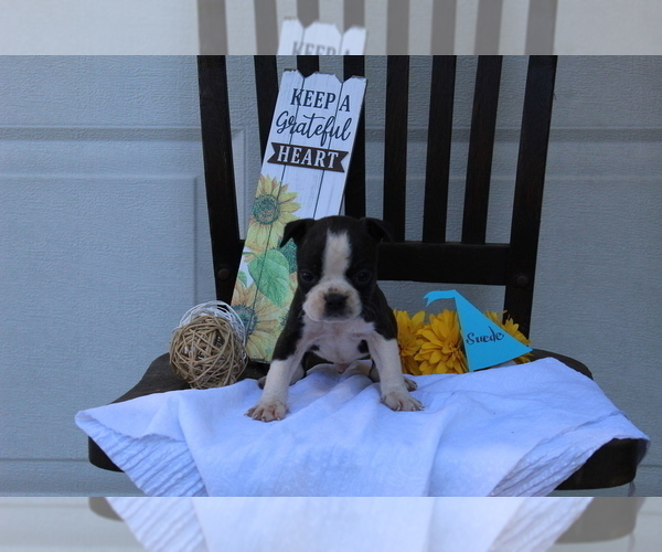 Medium Photo #2 Faux Frenchbo Bulldog Puppy For Sale in SEARS, MI, USA