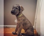 Small Photo #12 Irish Wolfhound Puppy For Sale in ANN ARBOR, MI, USA