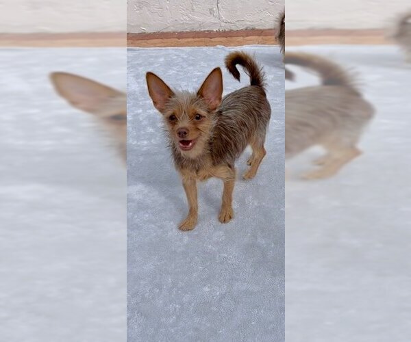 Medium Photo #3 Mutt Puppy For Sale in Weston, FL, USA