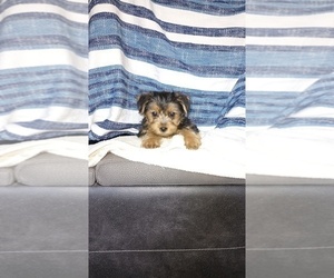 Medium Yorkshire Terrier