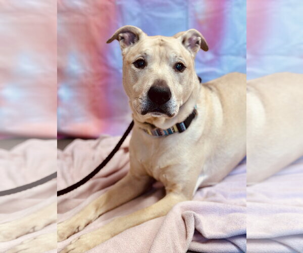 Medium Photo #2 Labrador Retriever-Unknown Mix Puppy For Sale in Jackson , NJ, USA