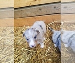 Small Photo #14 Australian Shepherd Puppy For Sale in MONONA, IA, USA