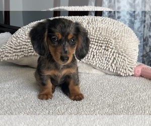 Dachshund Puppy for sale in GREENWOOD, IN, USA