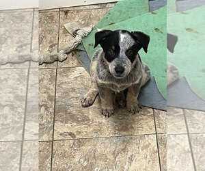 Medium Australian Cattle Dog