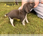 Small #7 German Shorthaired Pointer