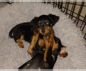 Miniature Pinscher Puppy for sale in SAINT PETERSBURG, FL, USA