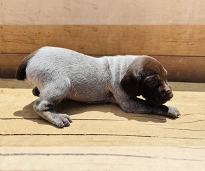German Shorthaired Pointer Puppy for sale in WOODLAND PARK, CO, USA