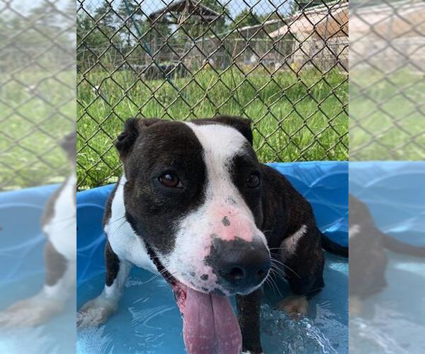 Medium Photo #1 American Pit Bull Terrier Puppy For Sale in Center Township, PA, USA