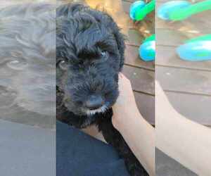 Aussiedoodle Puppy for sale in LONGVIEW, WA, USA
