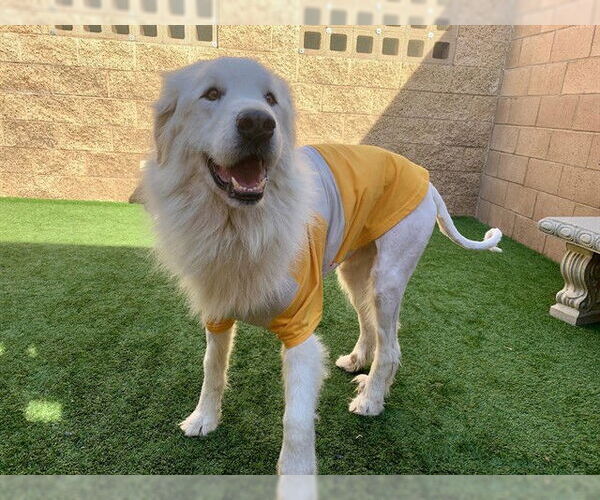 Medium Photo #1 Great Pyrenees-Unknown Mix Puppy For Sale in Moreno Valley, CA, USA