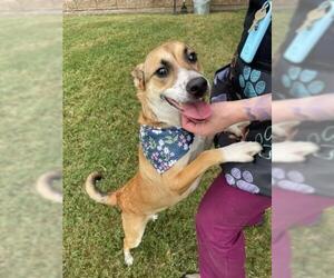 Mutt Dogs for adoption in Tulsa, OK, USA
