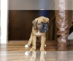 Small Photo #6 Boxer-Cane Corso Mix Puppy For Sale in NEVADA, MO, USA
