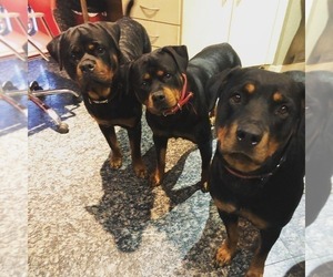 Rottweiler Puppy for sale in JOLIET, IL, USA