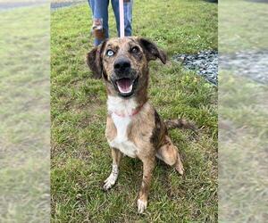 Beagle-Catahoula Leopard Dog Mix Dogs for adoption in Waterford, VA, USA