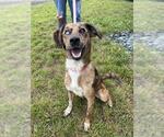 Small Beagle-Catahoula Leopard Dog Mix