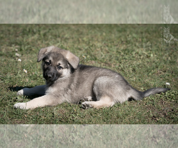 Medium Photo #3 German Shepherd Dog Puppy For Sale in PALERMO, CA, USA