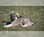 Small Photo #3 German Shepherd Dog Puppy For Sale in PALERMO, CA, USA