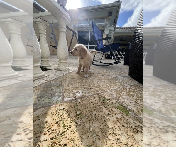 Medium Photo #12 Labradoodle Puppy For Sale in FORT LAUDERDALE, FL, USA