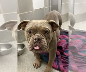 Bulldog-Unknown Mix Dogs for adoption in Las Vegas, NV, USA