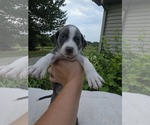 Small #1 Mutt