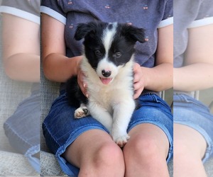Border Collie Puppy for Sale in FLEMINGSBURG, Kentucky USA