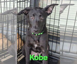 Huskies -Labrador Retriever Mix Dogs for adoption in McDonough, GA, USA