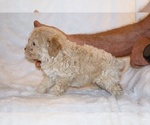 Small #5 Poodle (Toy)