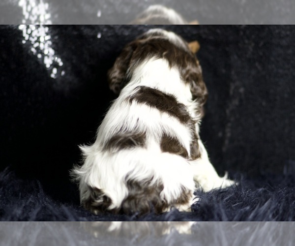 Medium Photo #75 Cocker Spaniel Puppy For Sale in WARSAW, IN, USA