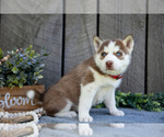 Small #2 Siberian Husky