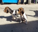 Small Photo #5 Beagle Puppy For Sale in BALDWIN PARK, CA, USA
