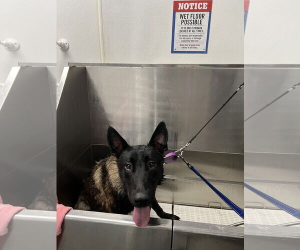 Medium Photo #2 Mutt Puppy For Sale in Stevens Point, WI, USA