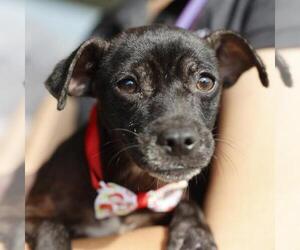 Chihuahua-Unknown Mix Dogs for adoption in San Antonio, TX, USA